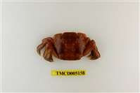 藏品(字紋弓蟹)的圖片